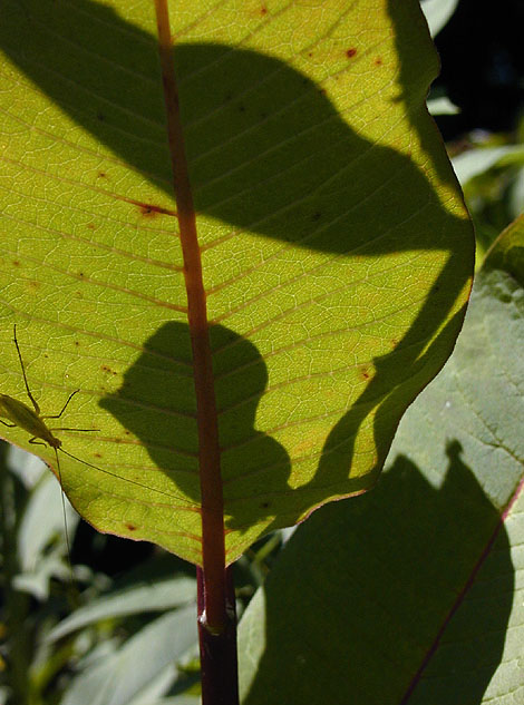 resident bug on milkweed plant