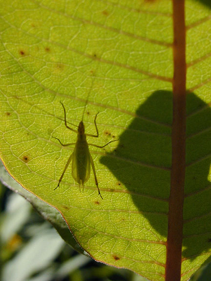 resident bug's neighbor on milkweed plant